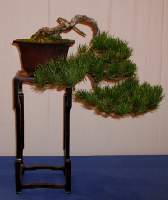 Pinus mugo - Kastner