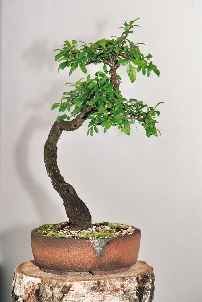 bonsai s shape Ficus Retusa | Bonsai Ficus Retusa S-Shape in 8” Pot - Potted Ficus Ginseng  Bonsai Tree for sale main image 1
