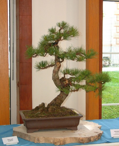 STERREICHISCHER BONSAI-CLUB ----- Bad Hall 2005 -----