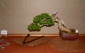 2005_0506_170258b.jpg