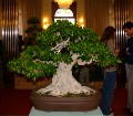2005_0507_104653b.jpg