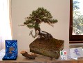 2005_0508_110058b.jpg