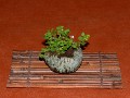 2005_0508_113021b.jpg