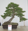 IMG_6683b.JPG