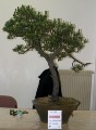 IMG_6684b.JPG