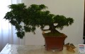 IMG_6685b.JPG