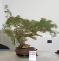 IMG_6689b.JPG