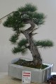 IMG_6690b.JPG