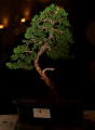 IMG_6733b.JPG