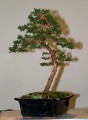 IMG_6735b.JPG