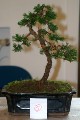 IMG_6742b.JPG