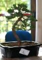 IMG_6744b.JPG