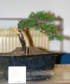 IMG_6747b.JPG