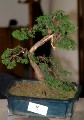IMG_6748b.JPG