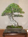 IMG_6760b.JPG