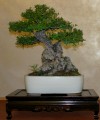 IMG_6761b.JPG