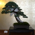 IMG_6767b.JPG