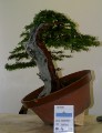 IMG_6778b.JPG