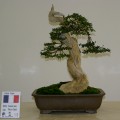IMG_6780b.JPG
