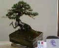 IMG_6782b.JPG