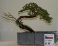 IMG_6783b.JPG