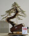 IMG_6784b.JPG