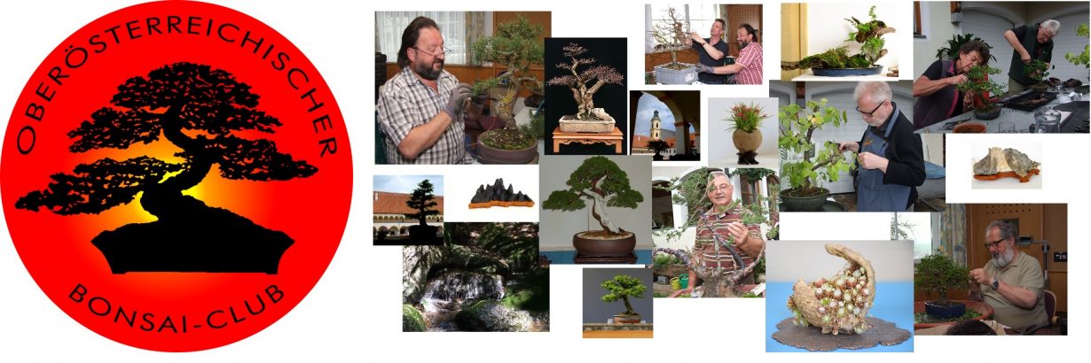 Oberösterreichische Bonsai-Club